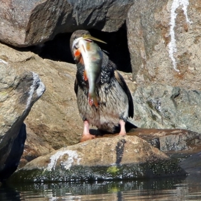 Perca fluviatilis (Redfin) at Gordon, ACT - 25 Jun 2019 by RodDeb