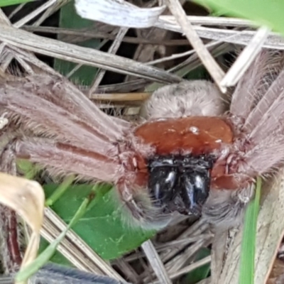 Delena cancerides (Social huntsman spider) at Bruce, ACT - 3 Sep 2020 by trevorpreston