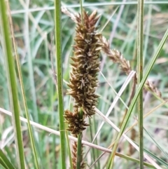 Carex appressa (Tall Sedge) at Bruce Ridge to Gossan Hill - 3 Sep 2020 by tpreston