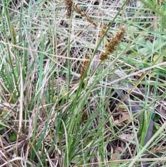 Carex appressa at Bruce, ACT - 3 Sep 2020