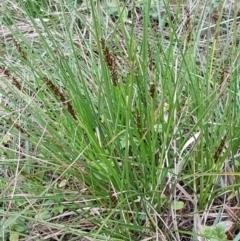 Carex appressa at Bruce, ACT - 3 Sep 2020