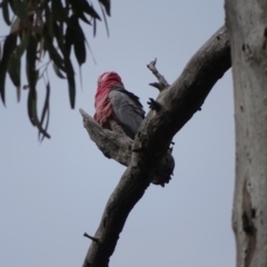 Eolophus roseicapilla (Galah) at O'Malley, ACT - 3 Sep 2020 by Mike