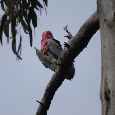 Eolophus roseicapilla (Galah) at O'Malley, ACT - 3 Sep 2020 by Mike