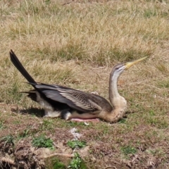 Anhinga novaehollandiae (Australasian Darter) at Bonython, ACT - 2 Sep 2020 by RodDeb