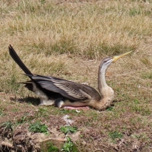 Anhinga novaehollandiae at Bonython, ACT - 2 Sep 2020 01:36 PM