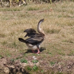 Anhinga novaehollandiae at Bonython, ACT - 2 Sep 2020 01:36 PM