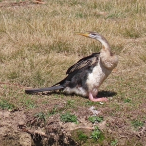 Anhinga novaehollandiae at Bonython, ACT - 2 Sep 2020 01:36 PM