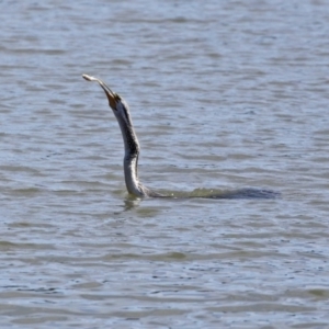 Anhinga novaehollandiae at Bonython, ACT - 2 Sep 2020 01:36 PM