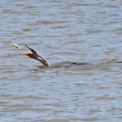 Anhinga novaehollandiae at Bonython, ACT - 2 Sep 2020