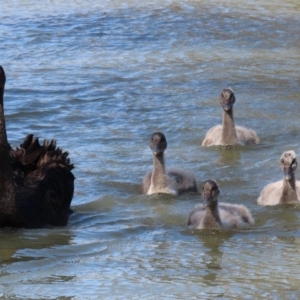 Cygnus atratus at Bonython, ACT - 2 Sep 2020