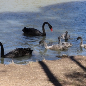 Cygnus atratus at Bonython, ACT - 2 Sep 2020