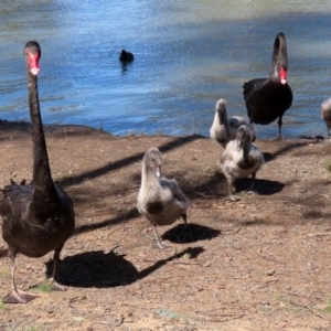 Cygnus atratus at Bonython, ACT - 2 Sep 2020