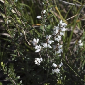 Cryptandra amara at Hawker, ACT - 29 Aug 2020