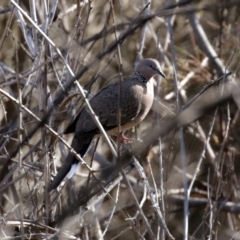 Spilopelia chinensis (Spotted Dove) at Stranger Pond - 2 Sep 2020 by RodDeb