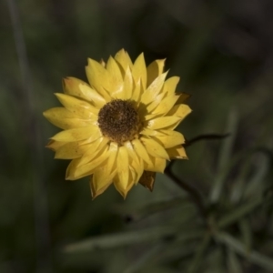 Xerochrysum viscosum at Hawker, ACT - 29 Aug 2020 12:22 PM