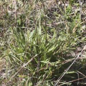 Xerochrysum viscosum at Hawker, ACT - 29 Aug 2020 12:22 PM