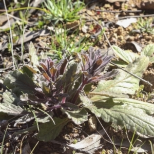 Ajuga australis at Hawker, ACT - 29 Aug 2020