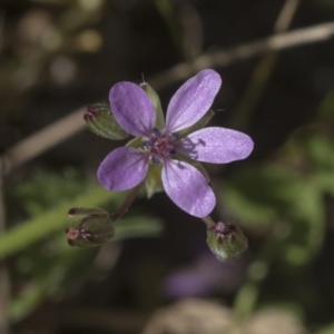 Erodium cicutarium at Hawker, ACT - 29 Aug 2020