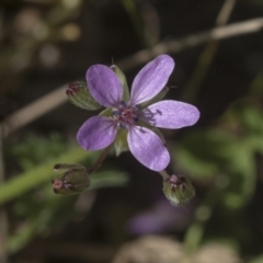 Erodium cicutarium (Common Storksbill, Common Crowfoot) at Hawker, ACT - 29 Aug 2020 by AlisonMilton