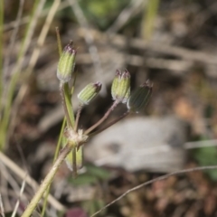 Erodium cicutarium at Hawker, ACT - 29 Aug 2020