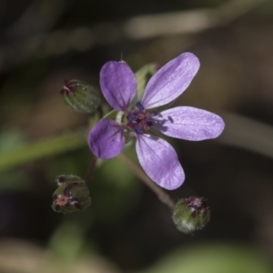 Erodium cicutarium at Hawker, ACT - 29 Aug 2020