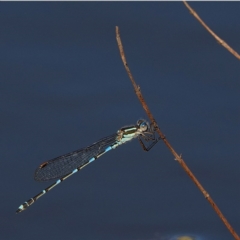 Austrolestes leda (Wandering Ringtail) at Block 402 - 30 Aug 2020 by Ct1000