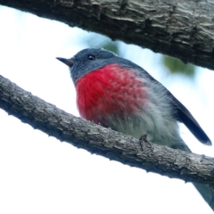 Petroica rosea (Rose Robin) at Denman Prospect, ACT - 30 Aug 2020 by Ct1000