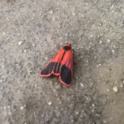 Scoliacma bicolora (Red Footman) at Gigerline Nature Reserve - 25 Nov 2018 by Liam.m