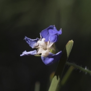 Wahlenbergia sp. at Hawker, ACT - 29 Aug 2020