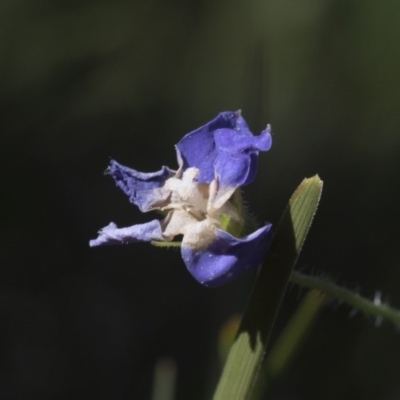 Wahlenbergia sp. (Bluebell) at Hawker, ACT - 29 Aug 2020 by AlisonMilton