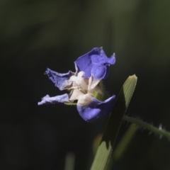 Wahlenbergia sp. (Bluebell) at Hawker, ACT - 29 Aug 2020 by AlisonMilton