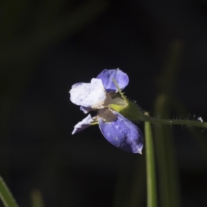 Wahlenbergia sp. at Hawker, ACT - 29 Aug 2020