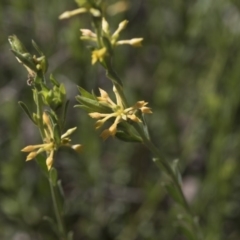 Pimelea curviflora (Curved Rice-flower) at Hawker, ACT - 29 Aug 2020 by AlisonMilton