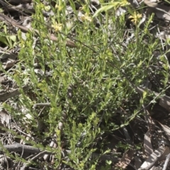 Pimelea curviflora at Hawker, ACT - 29 Aug 2020 12:12 PM