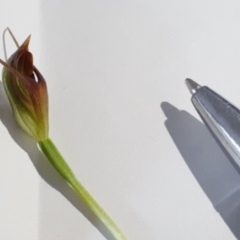 Pterostylis oblonga (Coastal Maroonhood) at South Durras, NSW - 3 Sep 2020 by nickhopkins