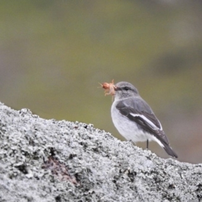 Melanodryas cucullata cucullata (Hooded Robin) at Tharwa, ACT - 14 Aug 2020 by Liam.m