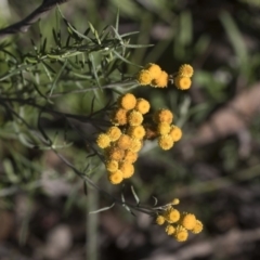 Chrysocephalum semipapposum (Clustered Everlasting) at Hawker, ACT - 29 Aug 2020 by AlisonMilton
