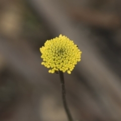 Craspedia variabilis (Common Billy Buttons) at Hawker, ACT - 29 Aug 2020 by AlisonMilton