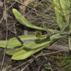 Craspedia variabilis at Hawker, ACT - 29 Aug 2020