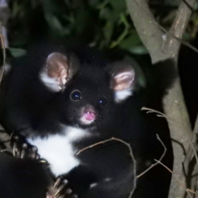 Petauroides volans (Greater Glider) at Cotter River, ACT - 12 Jun 2020 by Liam.m