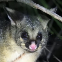 Trichosurus vulpecula (Common Brushtail Possum) at Macarthur, ACT - 9 Jul 2020 by Liam.m