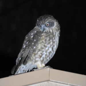 Ninox boobook at Macarthur, ACT - 19 Aug 2020