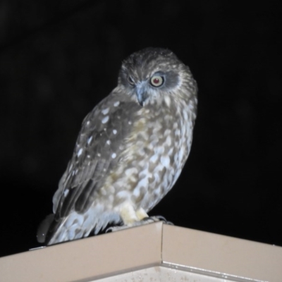 Ninox boobook (Southern Boobook) at Macarthur, ACT - 19 Aug 2020 by Liam.m