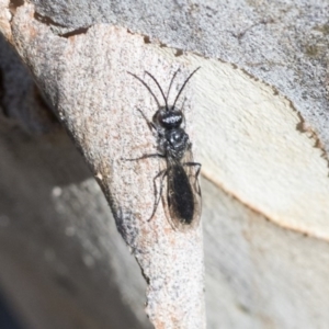 Tiphiidae (family) at Bruce, ACT - 28 Aug 2020 10:13 AM