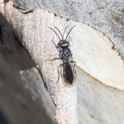 Tiphiidae (family) (Unidentified Smooth flower wasp) at Bruce Ridge to Gossan Hill - 28 Aug 2020 by AlisonMilton
