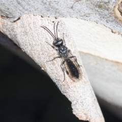 Tiphiidae (family) at Bruce, ACT - 28 Aug 2020