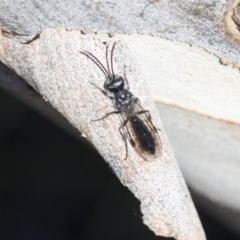 Tiphiidae (family) at Bruce, ACT - 28 Aug 2020 10:13 AM