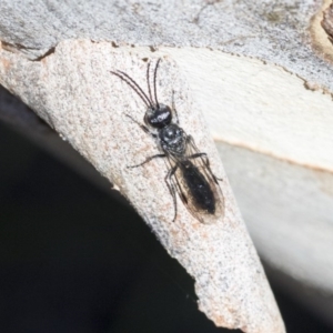 Tiphiidae (family) at Bruce, ACT - 28 Aug 2020 10:13 AM