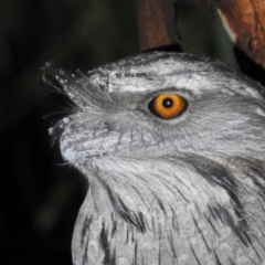 Podargus strigoides (Tawny Frogmouth) at Macarthur, ACT - 30 Jun 2020 by Liam.m