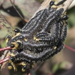 Perga sp. (genus) (Sawfly or Spitfire) at Higgins, ACT - 31 Aug 2020 by AlisonMilton